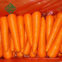 Высокое качество моркови в Китае морковь свежая китайская морковь